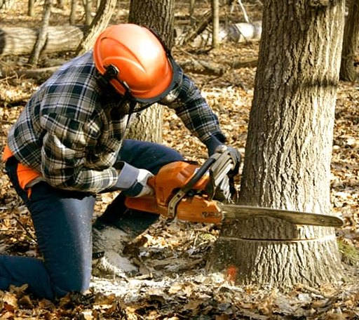 Tree Removal in Stoneham, ME